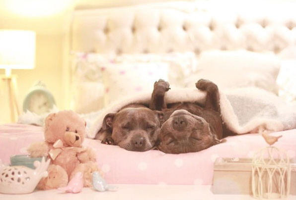 cute-dog-brothers-staffie-pit-bull-terriers-blueboys-121
