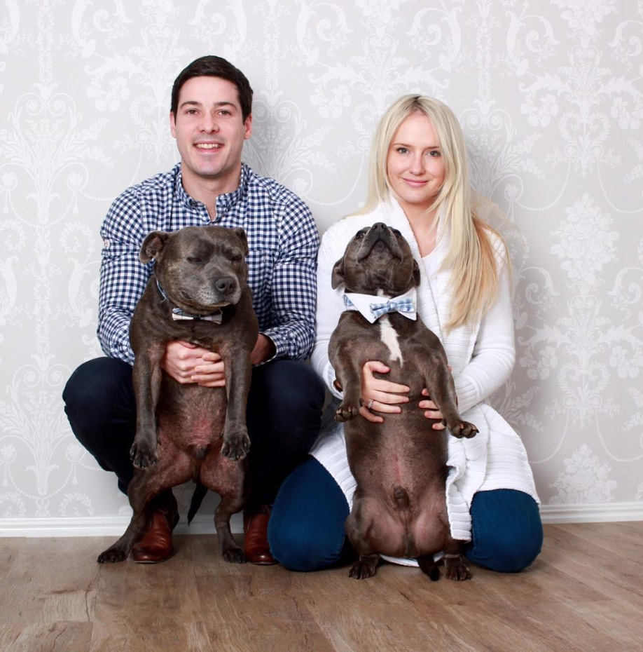 cute-dog-brothers-staffie-pit-bull-terriers-blueboys-122