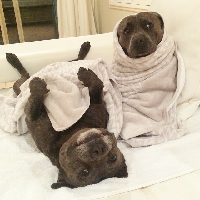 cute-dog-brothers-staffie-pit-bull-terriers-blueboys-35