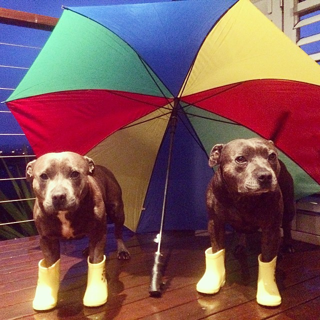 cute-dog-brothers-staffie-pit-bull-terriers-blueboys-36
