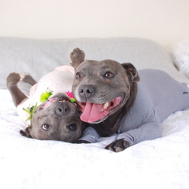 cute-dog-brothers-staffie-pit-bull-terriers-blueboys-39