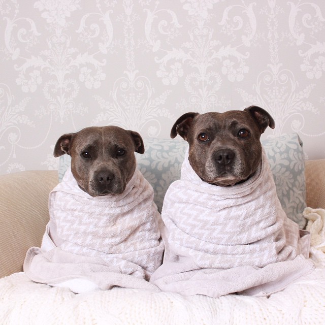 cute-dog-brothers-staffie-pit-bull-terriers-blueboys-43
