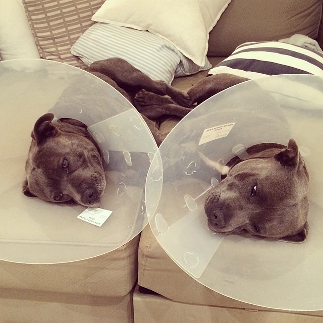 cute-dog-brothers-staffie-pit-bull-terriers-blueboys-6