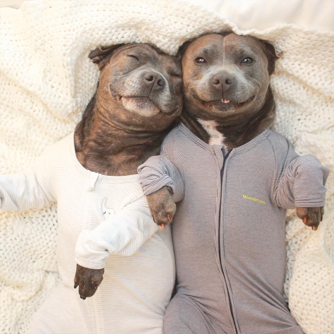 cute-dog-brothers-staffie-pit-bull-terriers-blueboys-70
