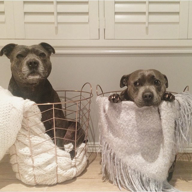 cute-dog-brothers-staffie-pit-bull-terriers-blueboys-72