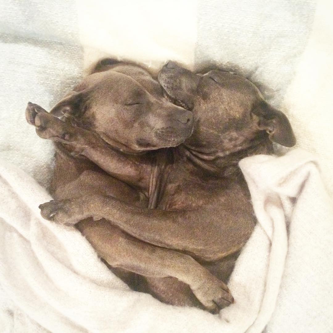 cute-dog-brothers-staffie-pit-bull-terriers-blueboys-83