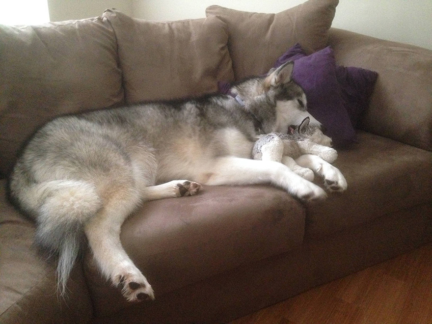 malamute-luca-dog-toy-forever-karissa-lerch-2