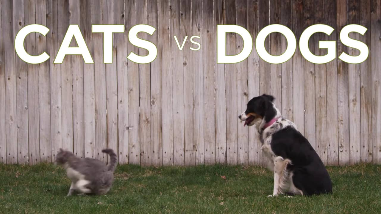 Cat Lovers Vs Dog Owners Who Does Science Say Is More Intelligent 