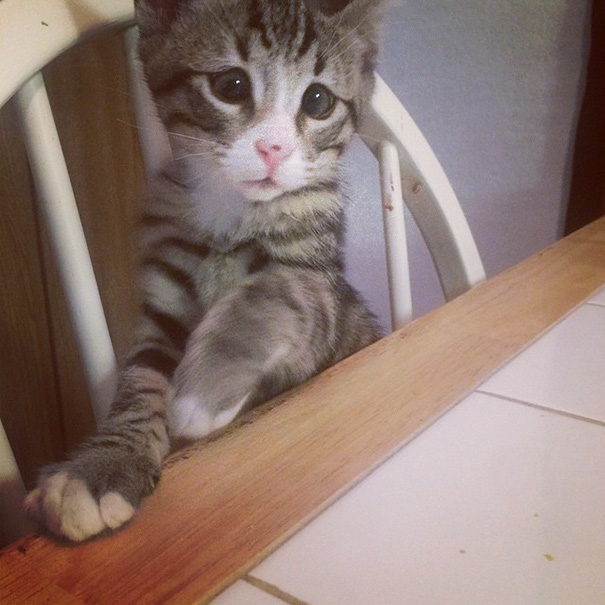 bum-cat-worried-eyes-101