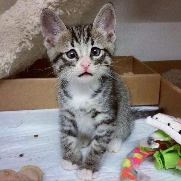 bum-cat-worried-eyes-261