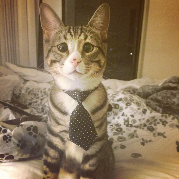 bum-cat-worried-eyes-291