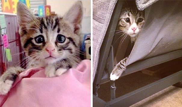 bum-cat-worried-eyes-371