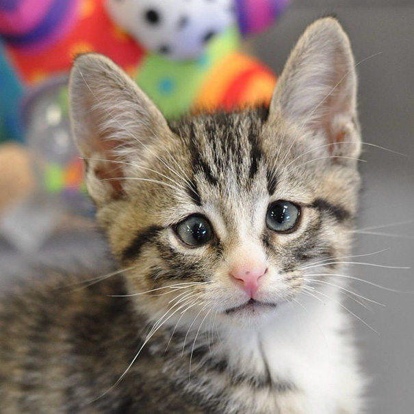 bum-cat-worried-eyes-41