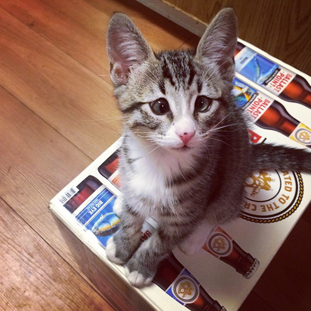 bum-cat-worried-eyes-91