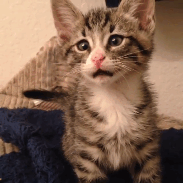 bum-cat-worried-eyes-gif-11