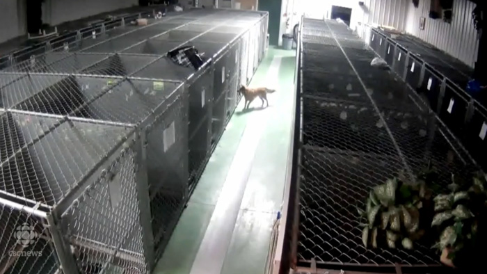 dog-escapes-kennel-comfort-puppies-barkers-pet-motel-11