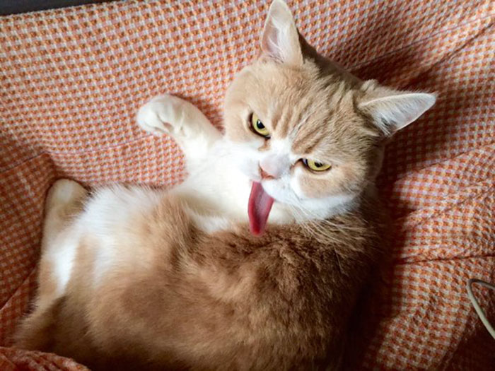 japanese-grumpy-cat-angry-koyuki-moflicious-26