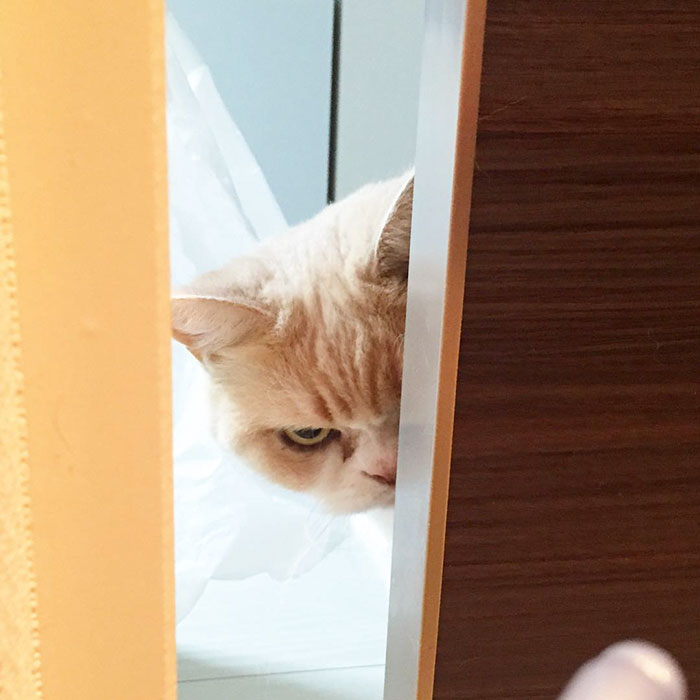 japanese-grumpy-cat-angry-koyuki-moflicious-3