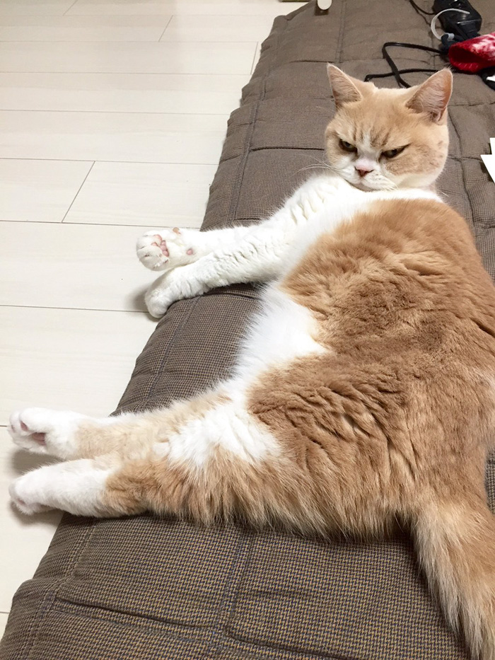 japanese-grumpy-cat-angry-koyuki-moflicious-31
