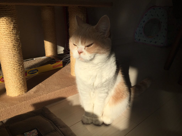 japanese-grumpy-cat-angry-koyuki-moflicious-34