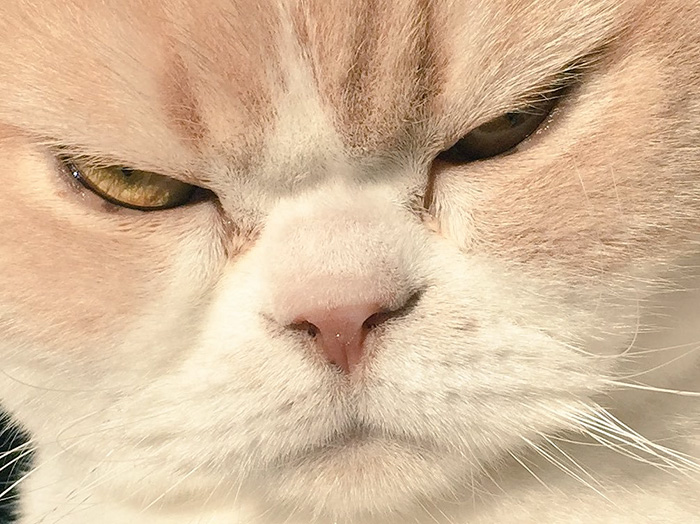 japanese-grumpy-cat-angry-koyuki-moflicious-36