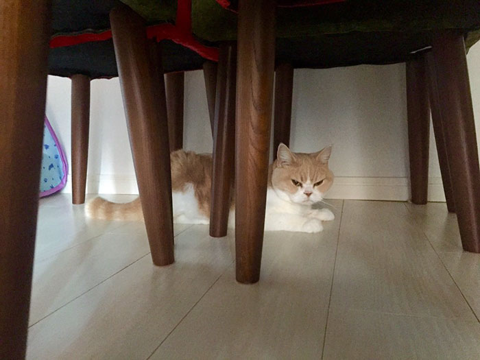 japanese-grumpy-cat-angry-koyuki-moflicious-38
