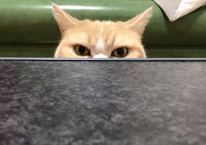 japanese-grumpy-cat-angry-koyuki-moflicious-41
