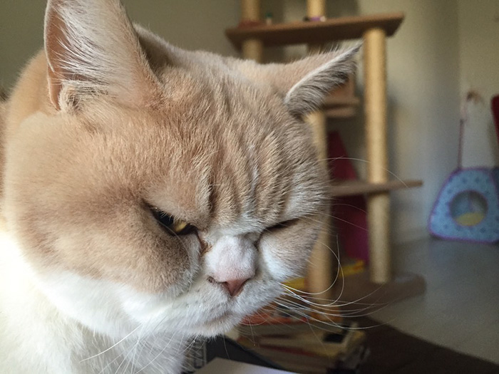 japanese-grumpy-cat-angry-koyuki-moflicious-8