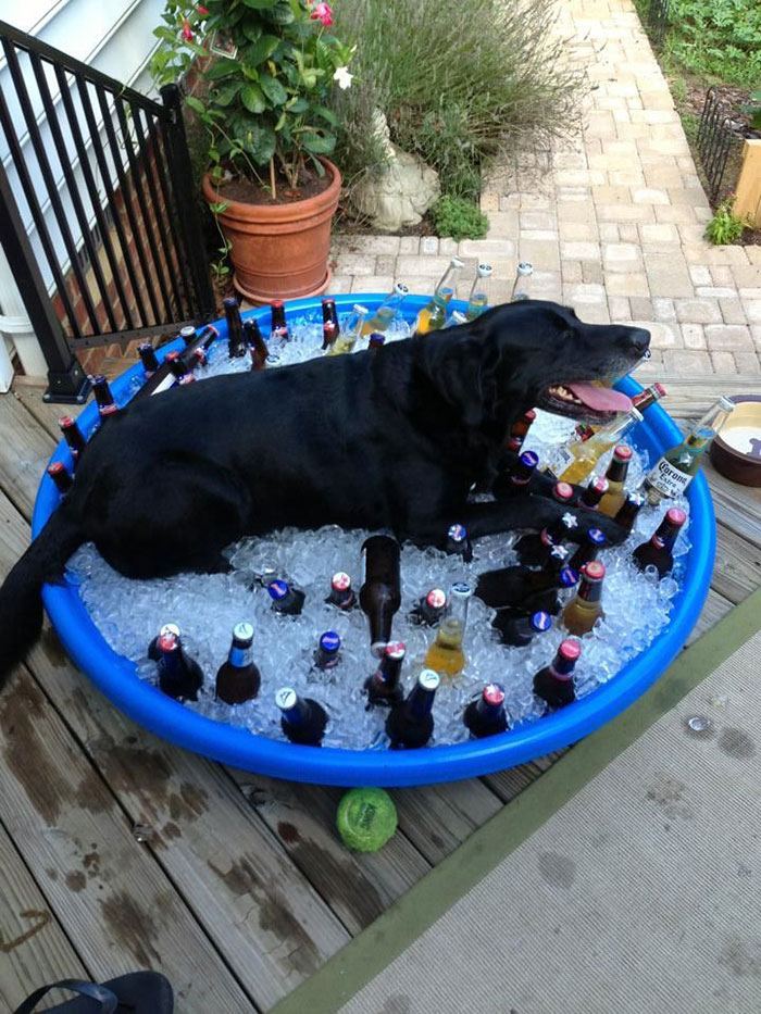 pets-that-have-better-birthday-parties-than-you-15