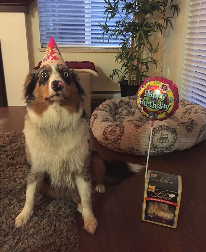 pets-that-have-better-birthday-parties-than-you-17