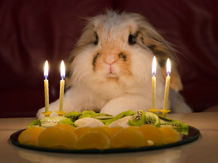 pets-that-have-better-birthday-parties-than-you-19