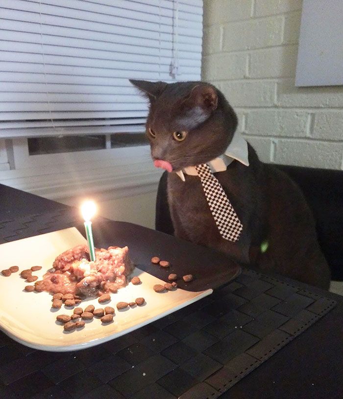 pets-that-have-better-birthday-parties-than-you-6