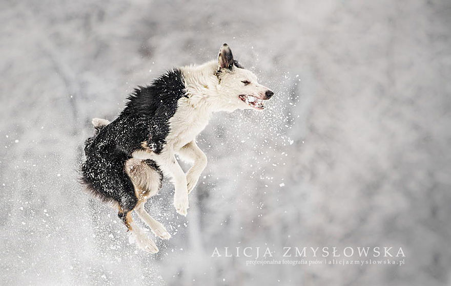 dog-photography-alicja-zmyslowska-10__880