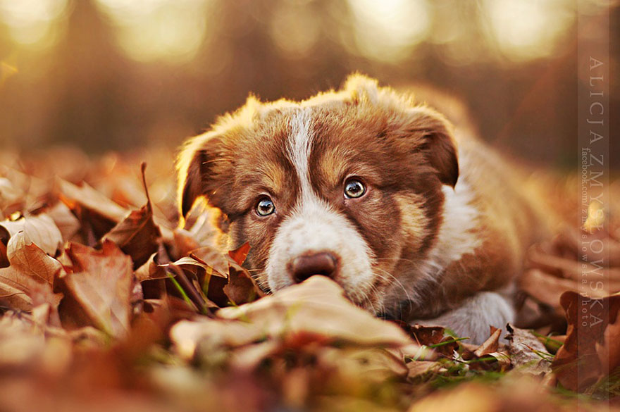 dog-photography-alicja-zmyslowska-13__880