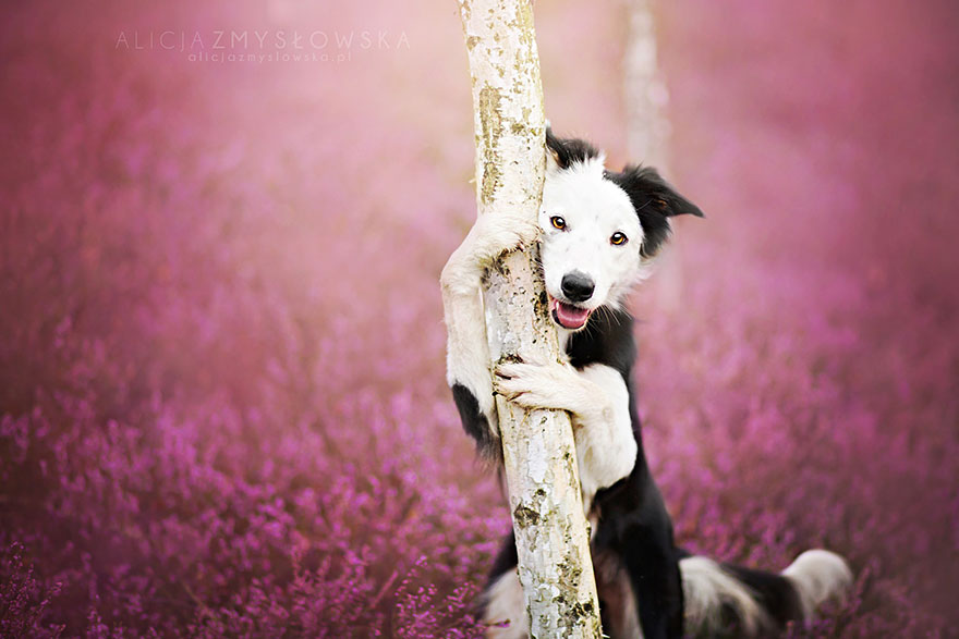 dog-photography-alicja-zmyslowska-14__880