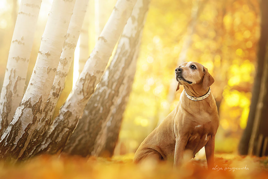 dog-photography-alicja-zmyslowska-16