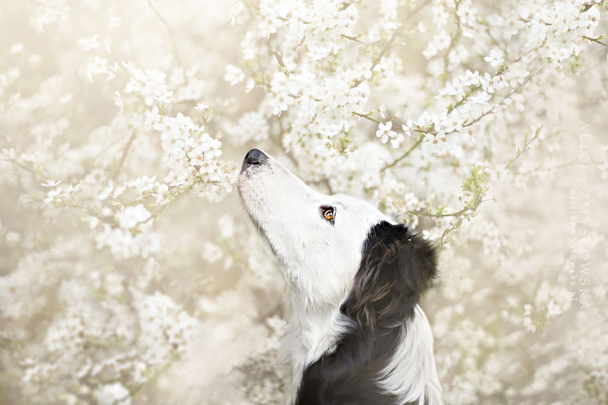 dog-photography-alicja-zmyslowska-19