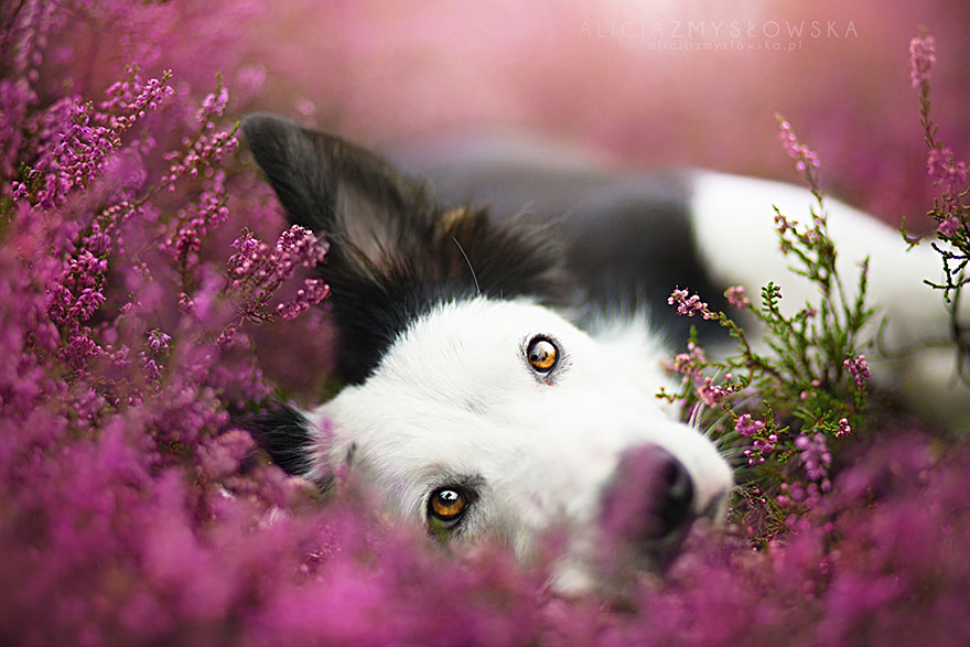 dog-photography-alicja-zmyslowska-1__880