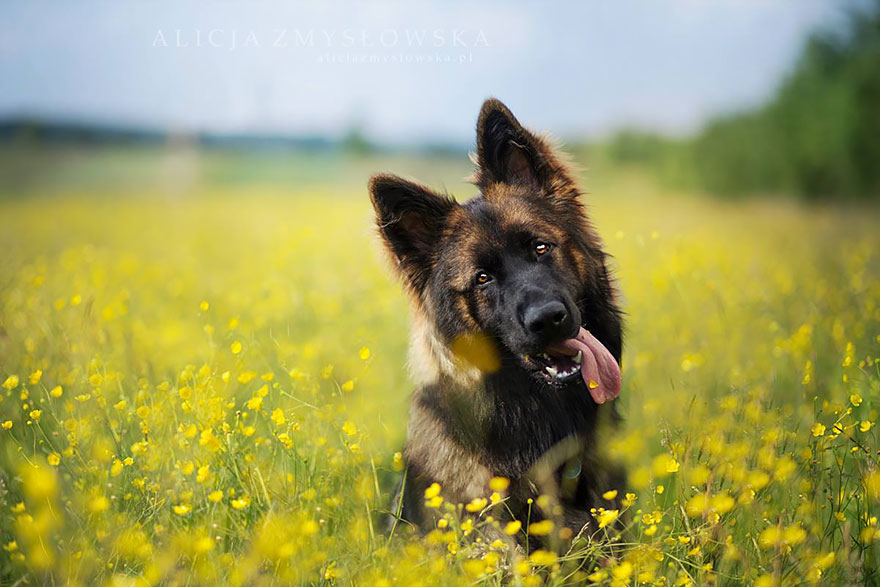 dog-photography-alicja-zmyslowska-20