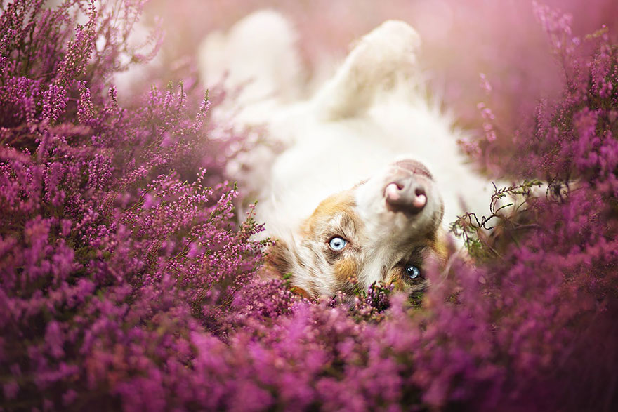 dog-photography-alicja-zmyslowska-23