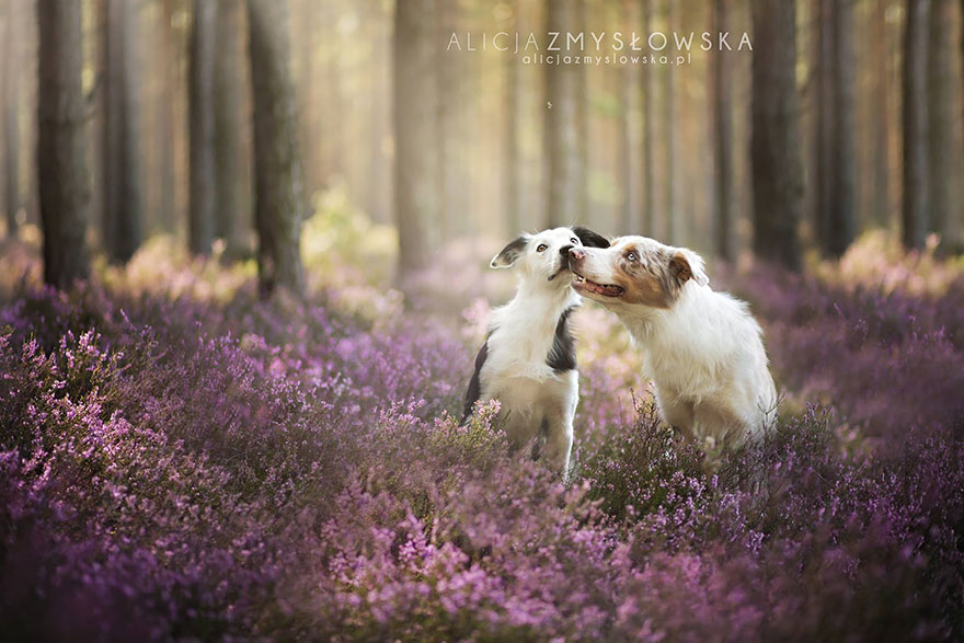 dog-photography-alicja-zmyslowska-26