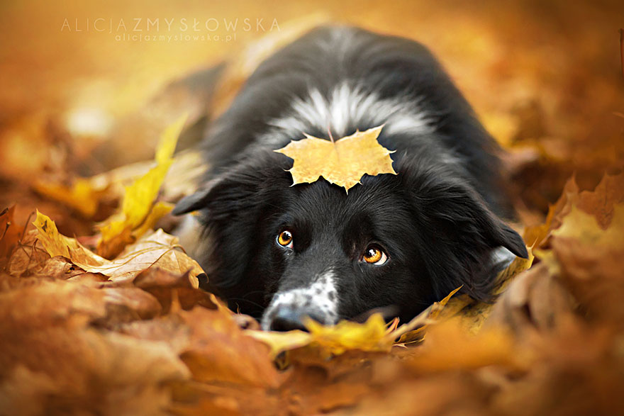 dog-photography-alicja-zmyslowska-2__880