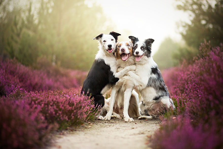 dog-photography-alicja-zmyslowska-3__880