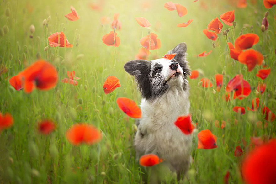 dog-photography-alicja-zmyslowska-4__880