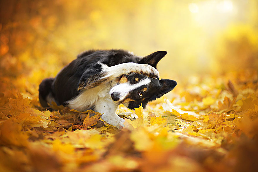 dog-photography-alicja-zmyslowska-6__880