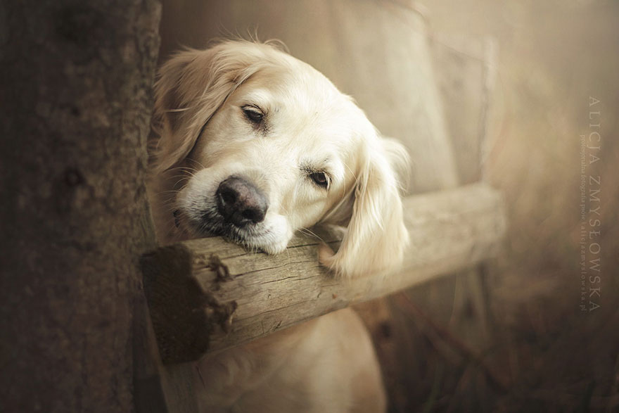 dog-photography-alicja-zmyslowska-7__880