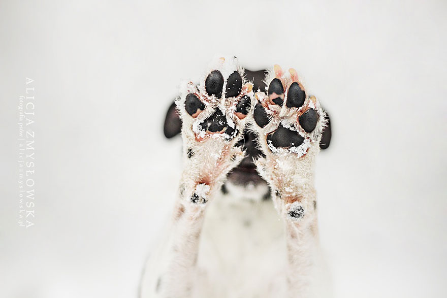 dog-photography-alicja-zmyslowska-8__880
