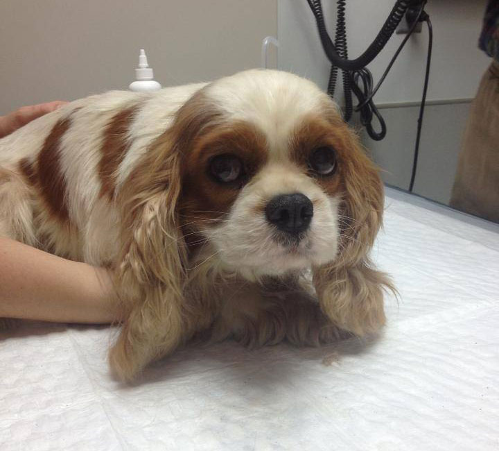 cavalierkingcharlescockerspanielrescuepuppymillauction10 Viral Novelty cavalierkingcharlescockerspanielrescuepuppymillauction10 Viral Novelty