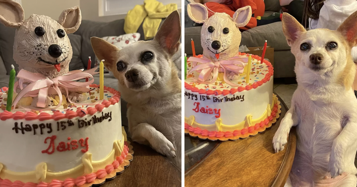 Mom Helps 15YearOld Dog Celebrate Her Birthday In Style Viral Novelty